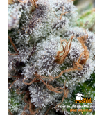 🪴 Fishy Zoap© | Feminizovaná Semena Konopí | Seedstockers UK 🐿️