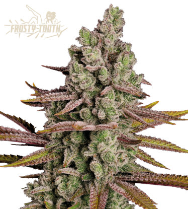 🪴 Frosty Tooth© | Feminizovaná semena marihuany | Objednej na Seedstockers.cz 🐿️