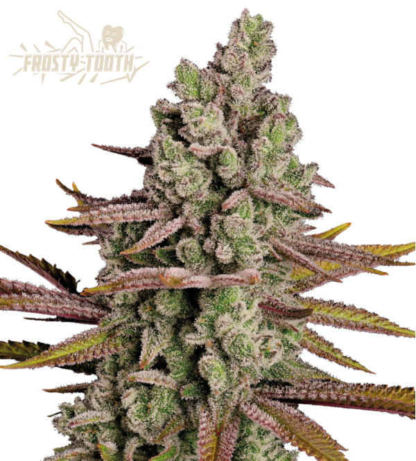 🪴 Frosty Tooth© | Feminizovaná semena marihuany | Objednej na Seedstockers.cz 🐿️
