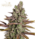 🪴 Frosty Tooth© | Feminizovaná semena marihuany | Objednej na Seedstockers.cz 🐿️