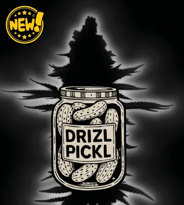 🪴 Drizl Pickl© Samonakvétací | Samonakvétací semena konopí | Seedstockers.cz 🐿️