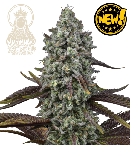 🌱 Triploidní semena konopí | Nová generace genetiky | Seedstockers.cz 🐿️
