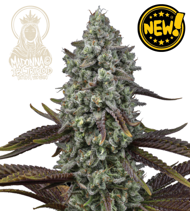 🌱 Triploidní semena konopí | Nová generace genetiky | Seedstockers.cz 🐿️