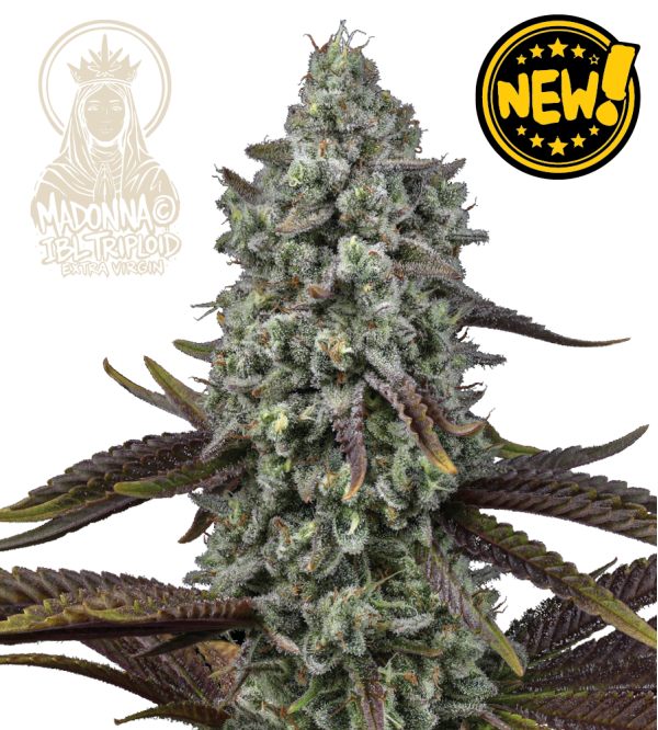 🌱 Triploidní semena konopí | Nová generace genetiky | Seedstockers.cz 🐿️
