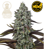 🌱 Triploidní semena konopí | Nová generace genetiky | Seedstockers.cz 🐿️