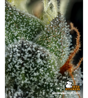 🌱 Triploidní semena konopí | Nová generace genetiky | Seedstockers.cz 🐿️