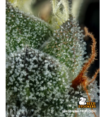 🌱 Triploidní semena konopí | Nová generace genetiky | Seedstockers.cz 🐿️