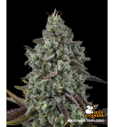 🌱 Triploidní semena konopí | Nová generace genetiky | Seedstockers.cz 🐿️