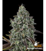 🌱 Triploidní semena konopí | Nová generace genetiky | Seedstockers.cz 🐿️