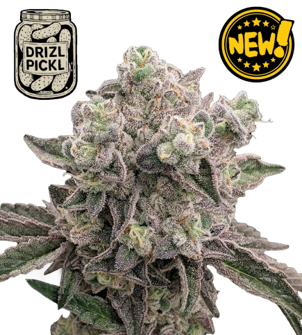 🪴 Drizl Pickl© | Feminizovaná semena konopí | Seedstockers.cz 🐿️