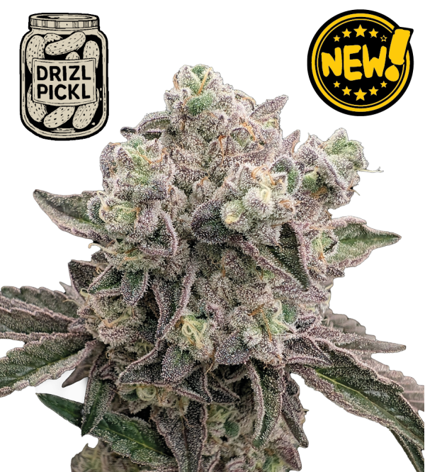 🪴 Drizl Pickl© | Feminizovaná semena konopí | Seedstockers.cz 🐿️