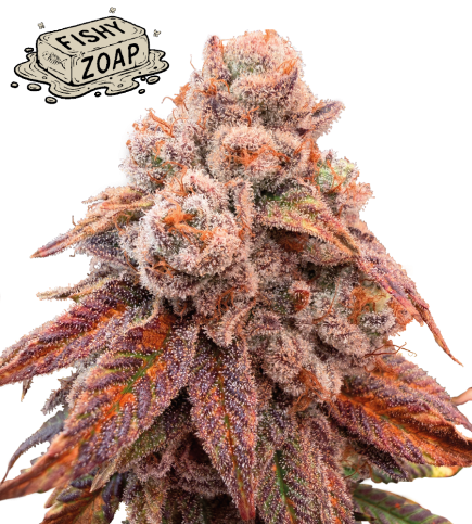 🪴 Fishy Zoap© | Feminizovaná Semena Konopí | Seedstockers UK 🐿️