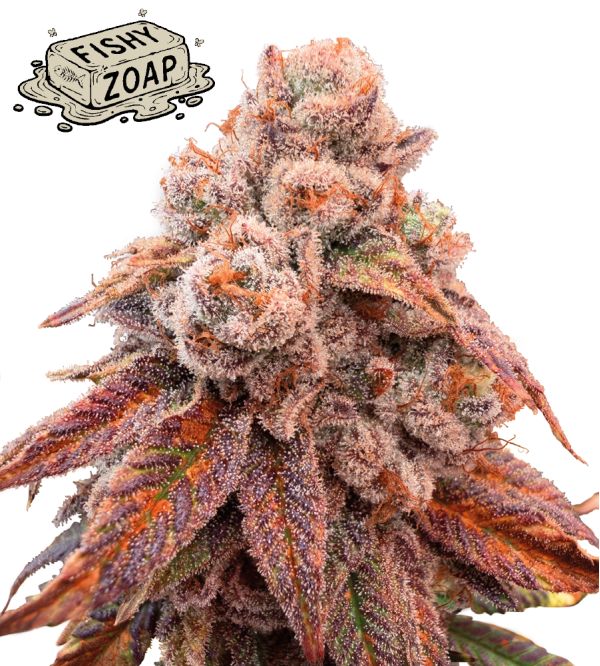 🪴 Fishy Zoap© | Feminizovaná Semena Konopí | Seedstockers UK 🐿️