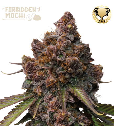🪴 Forbidden Mochi© | Feminizovaná semena marihuany | Objednej na Seedstockers.cz 🐿️