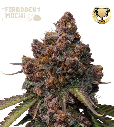🪴 Forbidden Mochi© | Feminizovaná semena marihuany | Objednej na Seedstockers.cz 🐿️