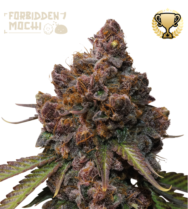 🪴 Forbidden Mochi© | Feminizovaná semena marihuany | Objednej na Seedstockers.cz 🐿️