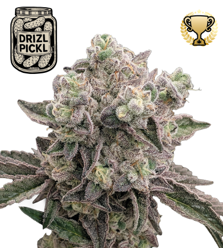 🪴 Drizl Pickl© | Feminizovaná semena konopí | Seedstockers.cz 🐿️