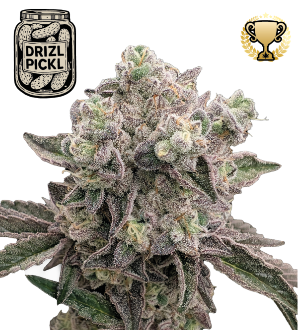 🪴 Drizl Pickl© | Feminizovaná semena konopí | Seedstockers.cz 🐿️