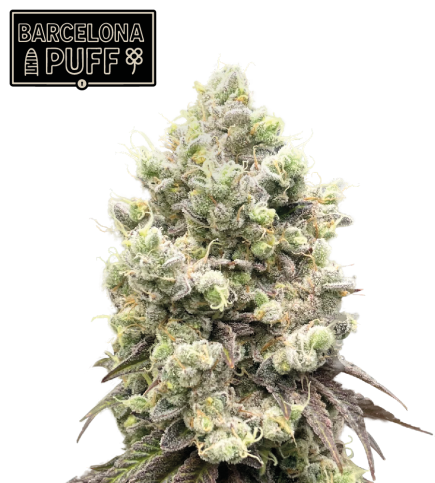 🪴 Barcelona Puff© | Feminizovaná semena konopí | Seedstockers.cz 🐿️