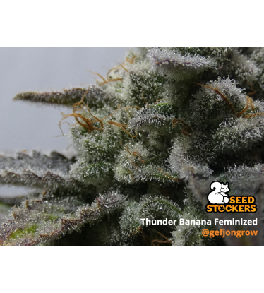 🪴 Thunder Banana© | Feminizovaná semena marihuany | Objednej na Seedstockers.cz 🐿️