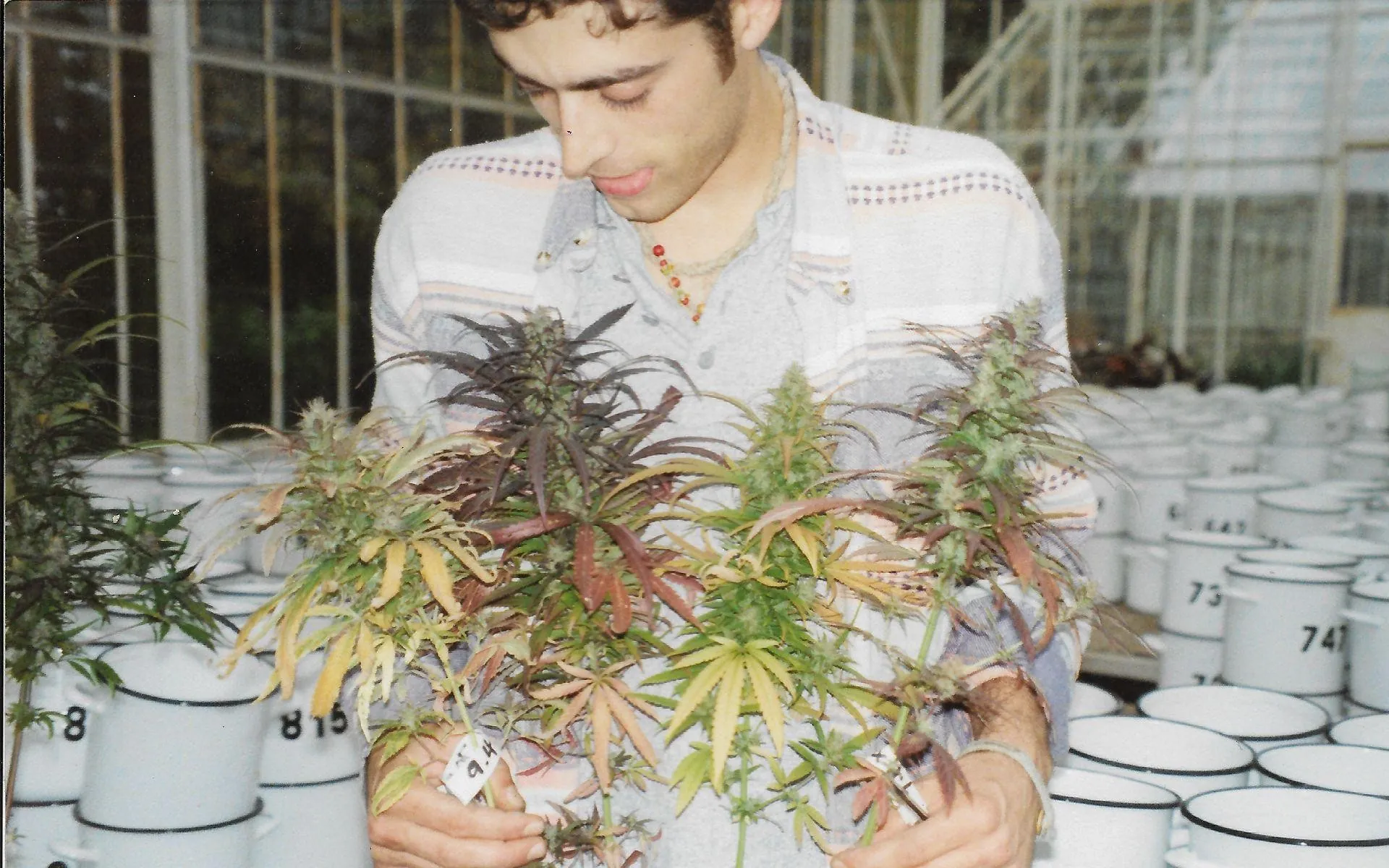 Sasha The Joint Doctor drží různé rostliny autoflowering konopí první generace ve stylu lowryder