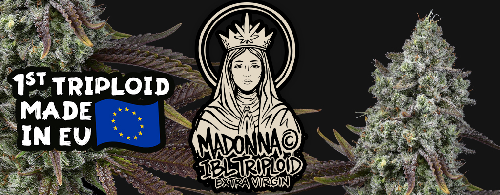 Madonna tripoid cannabis seed