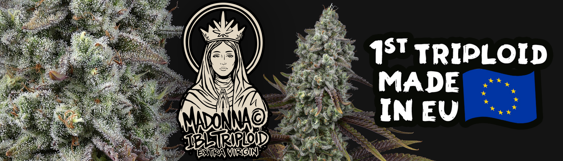 Madonna tripoid cannabis seed