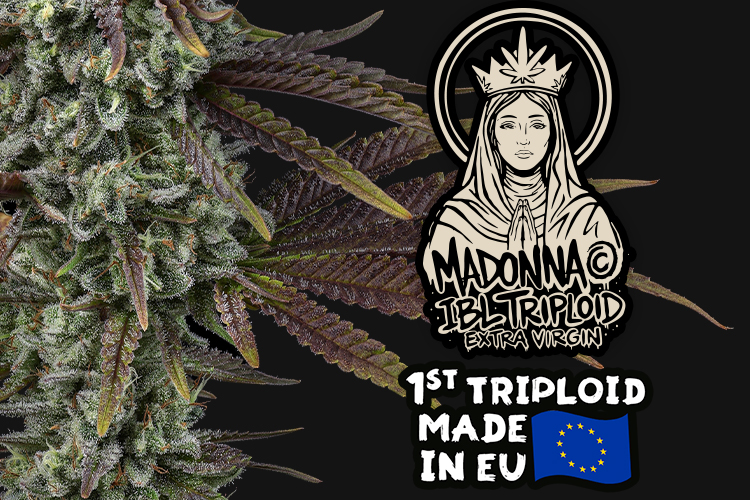 Madonna tripoid cannabis seed