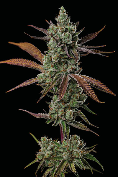 Sagrada Amnesia od Seedstockers img