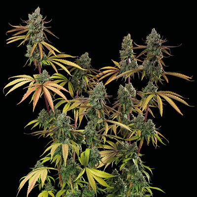 Sagrada Amnesia od Seedstockers img