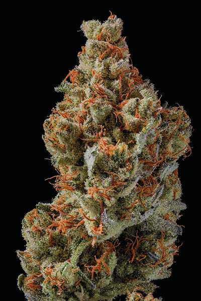 Sagrada Amnesia od Seedstockers img